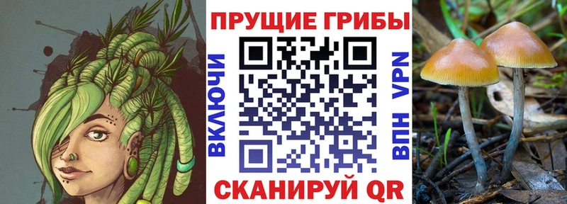где продают   OMG ссылка  Псилоцибиновые грибы мухоморы  Можайск 